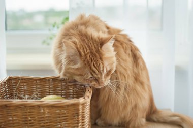 Kırmızı genç kedi arka planda oturuyor saman sepetinin yanında, evcil hayvan konsepti.