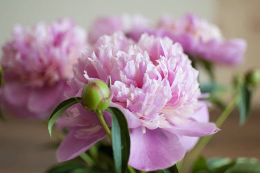 Taze pembe şakayık buketine yakın, mevsimlik konsept.