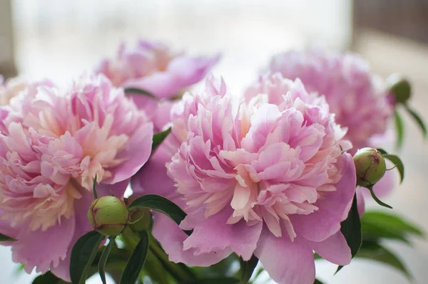 Close up de buquê de peônias rosa frescas, conceito sazonal — Fotografia de Stock