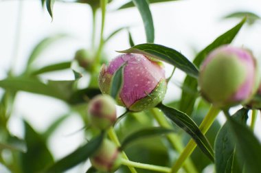 Taze pembe şakayık buketine yakın, mevsimlik konsept.