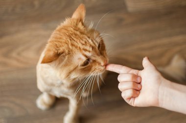 Kızıl kürklü ev kedisi yaz boyunca tımar ve budadıktan sonra yerde oturuyor, hayvan bakımı kavramı