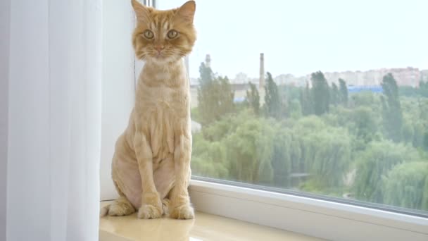 Подстриженный кот с рыжим мехом сидит на подоконнике после ухода и обрезки в течение лета, уход за животными концепции — стоковое видео