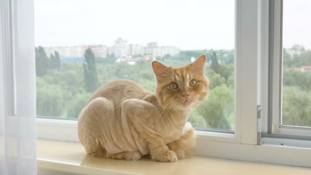 Trimmad katt med ingefära päls sitter på fönsterbrädan efter grooming och trimning under sommaren, djurvård koncept — Stockvideo