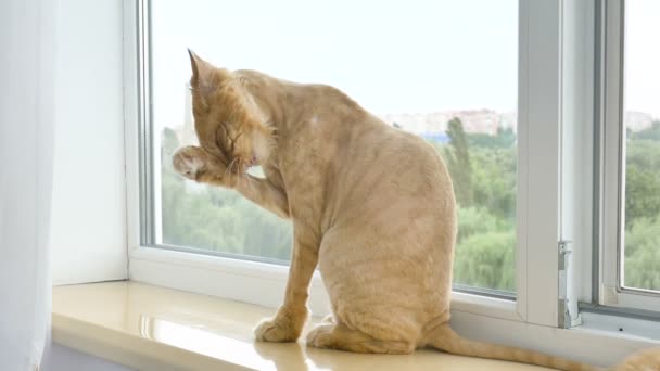 Подстриженный кот с рыжим мехом сидит на подоконнике после ухода и обрезки в течение лета, уход за животными концепции — стоковое видео
