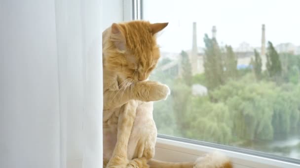 Trimmad katt med ingefära päls sitter på fönsterbrädan efter grooming och trimning under sommaren, djurvård koncept — Stockvideo