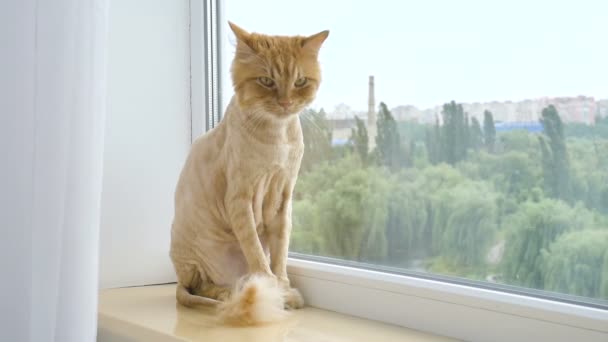 Gato recortado con piel de jengibre está sentado en el alféizar de la ventana después de aseo y recorte durante el verano, concepto de cuidado de animales — Vídeos de Stock