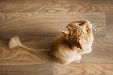 Kızıl kürklü ev kedisi yaz boyunca tımar ve budadıktan sonra yerde oturuyor, hayvan bakımı kavramı