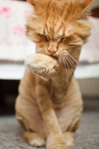 Domowy kot z rudym futerkiem siedzi na podłodze po pielęgnacji i przycinaniu latem, koncepcja opieki nad zwierzętami — Zdjęcie stockowe