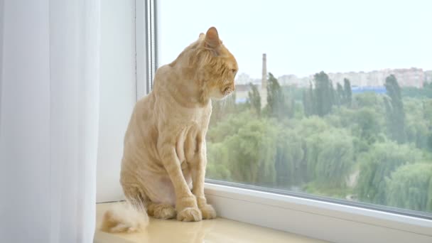 Gato aparado com pele de gengibre está sentado no peitoril da janela após a preparação e corte durante o verão, conceito de cuidados com os animais — Vídeo de Stock