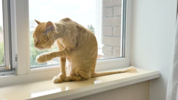 Обрізаний кіт з імбирним хутром сидить на підвіконні після догляду за тваринами влітку, концепція догляду за тваринами — стокове відео