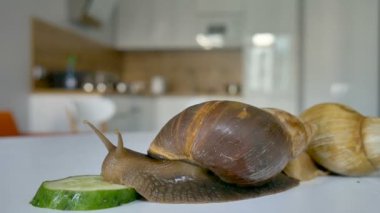 İki büyük achatina salyangozu mutfaktaki beyaz masada yeşil salatalık yiyorlar.