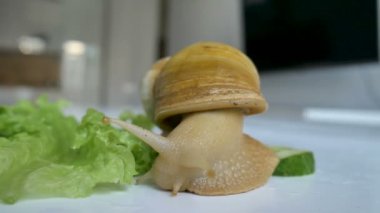 Büyük bir achatina salyangozu mutfaktaki beyaz masada salatalık ve yeşil marul ya da salata yiyor.