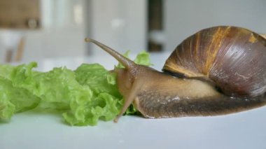 Büyük bir achatina salyangozu mutfaktaki beyaz masada salatalık ve yeşil marul ya da salata yiyor.