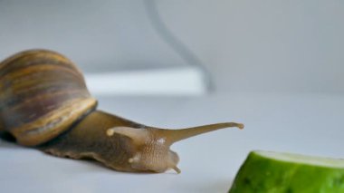 Büyük bir achatina salyangozu mutfaktaki beyaz masada salatalık ve yeşil marul ya da salata yiyor.