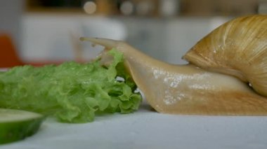 Büyük bir achatina salyangozu mutfaktaki beyaz masada salatalık ve yeşil marul ya da salata yiyor.