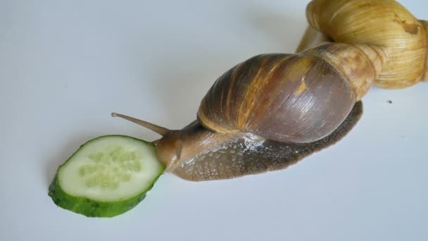 Two big achatina snails are eating the slice of green cucumber on white table in the kitchen