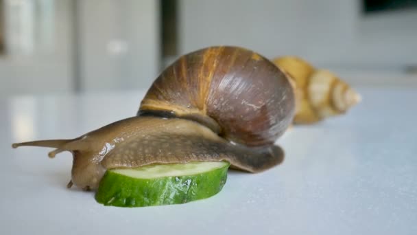 Dois grandes caracóis achatina estão comendo a fatia de pepino verde na mesa branca na cozinha — Vídeo de Stock