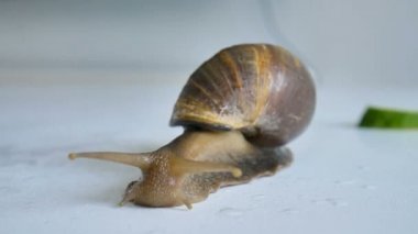 Büyük bir achatina salyangozu mutfaktaki beyaz masada salatalık ve yeşil marul ya da salata yiyor.