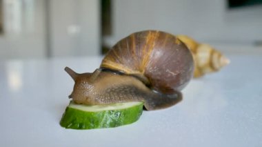 İki büyük achatina salyangozu mutfaktaki beyaz masada yeşil salatalık yiyorlar.
