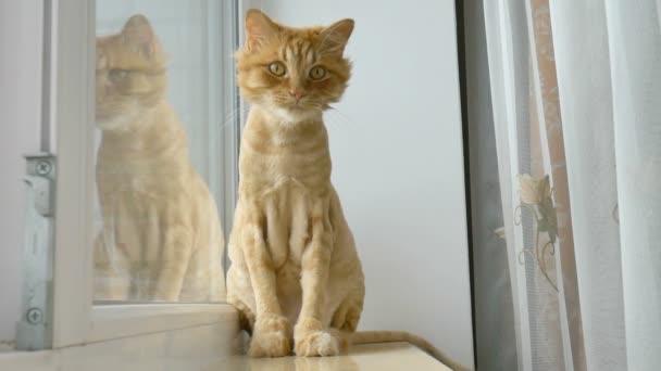 Gato recortado con piel de jengibre está sentado en el alféizar de la ventana después de aseo y recorte durante el verano, concepto de cuidado de animales — Vídeo de stock