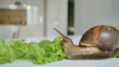 Büyük bir achatina salyangozu mutfaktaki beyaz masada salatalık ve yeşil marul ya da salata yiyor.
