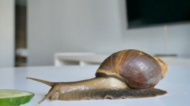 İki büyük achatina salyangozu mutfaktaki beyaz masada yeşil salatalık yiyorlar.