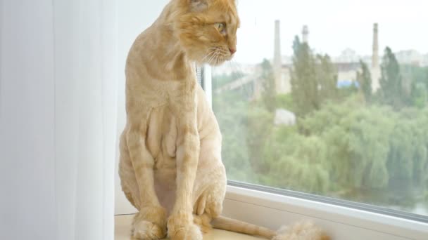 Gato recortado con piel de jengibre está sentado en el alféizar de la ventana después de aseo y recorte durante el verano, concepto de cuidado de animales — Vídeos de Stock