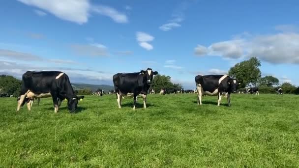 Hjorden av holstein mjölk kor betar på betesmark under varma soliga dag på sommaren på blå himmel bakgrund — Stockvideo