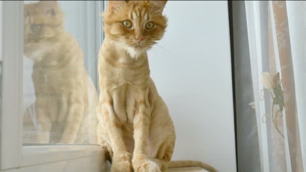 据法新社12月3日报道，经过夏天的整容和修剪后，毛皮被修剪过的猫正坐在窗台上 — 图库视频影像