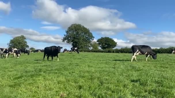 Стадо коров-гольштейнов, пасущихся на пастбищах в теплый солнечный день летом на голубом фоне неба — стоковое видео