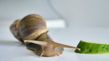 Büyük bir achatina salyangozu mutfaktaki beyaz masada salatalık ve yeşil marul ya da salata yiyor.