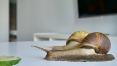 İki büyük achatina salyangozu mutfaktaki beyaz masada yeşil salatalık yiyorlar.