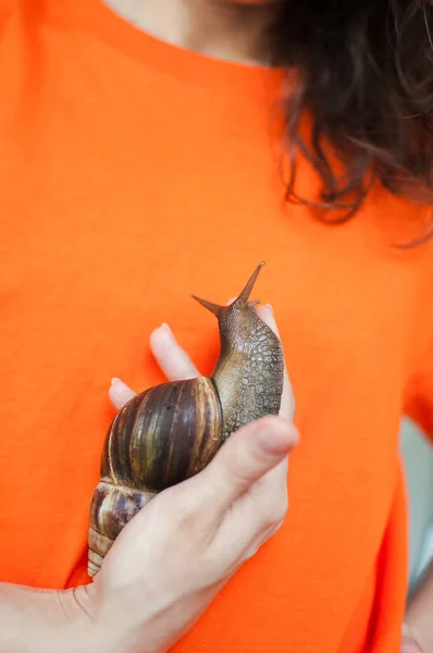 Dark brown snail achatina is hold by female hands, orange background, animal pets concept.