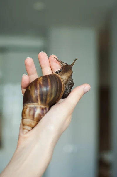 Dark brown snail achatina is hold by female hands, animal pets concept.