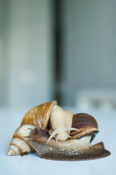 Dois grandes caracóis achatina na mesa branca na cozinha — Fotografia de Stock