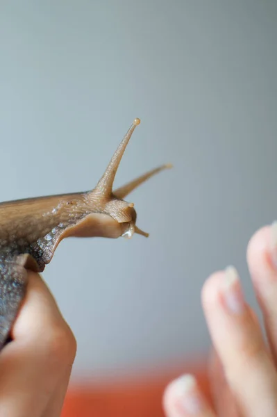 Dark brown snail achatina is hold by female hands, animal pets concept. — Stock Photo, Image