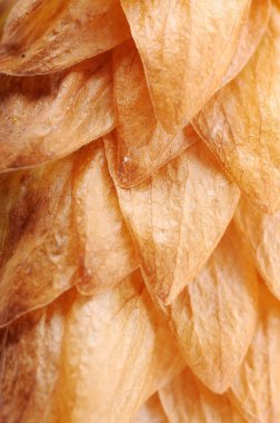 vahşi şerbetçiotu