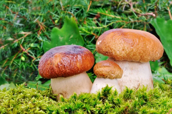 Mushroom — Stock Photo, Image