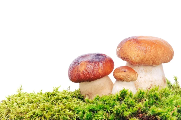 Mushroom — Stock Photo, Image