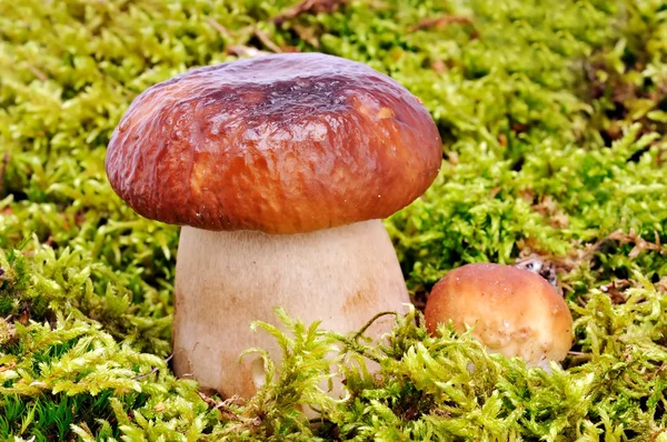 Mushroom — Stock Photo, Image