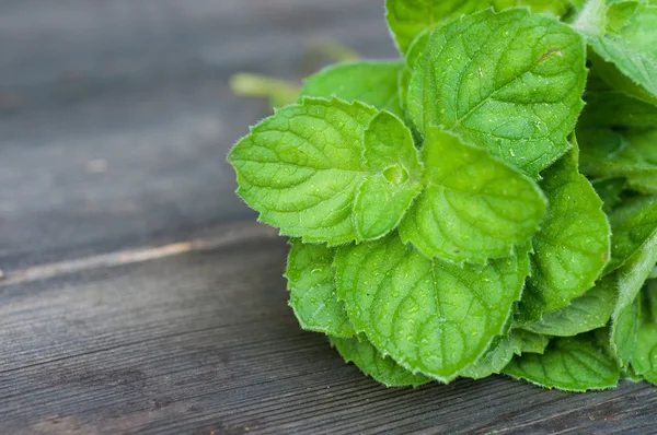 Mint leaves — Stock Photo, Image