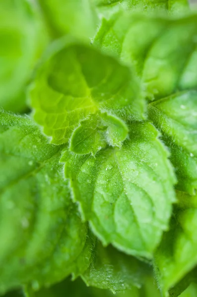 Fresh mint — Stock Photo, Image