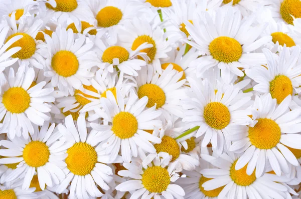 Daisies — Stock Photo, Image