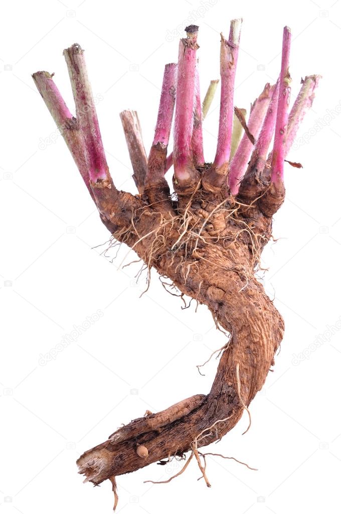 chicory root 