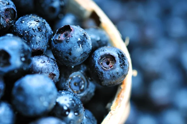 Blueberry — Stock Photo, Image