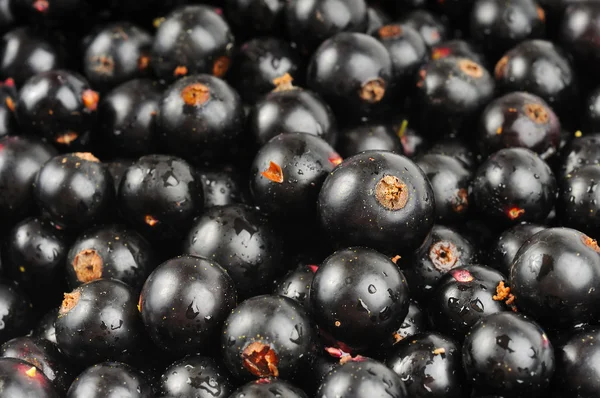 Schwarze Johannisbeere — Stockfoto