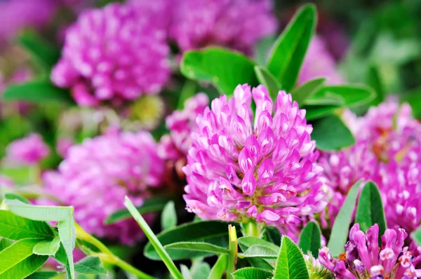 Flor de trevo — Fotografia de Stock