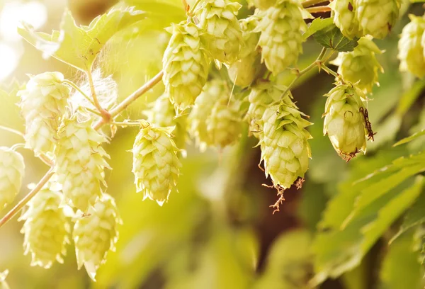 Hops... Imagens Royalty-Free