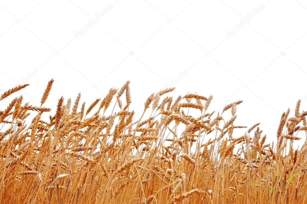 wheat field