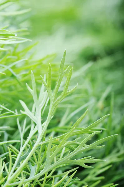 Grüner Dill — Stockfoto